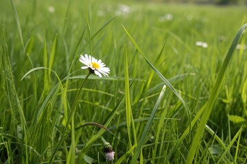 A lone daisy blooms in the tall grass of a green field, grass, field, outdoor, landscape