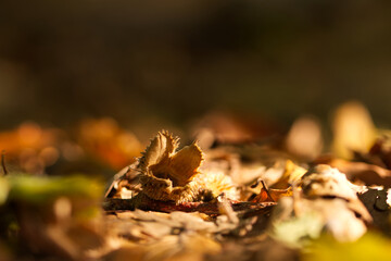 beechnuts in sunlight, close-up of beechnuts, open beechnut, brown forest floor in sunlight, autumn...