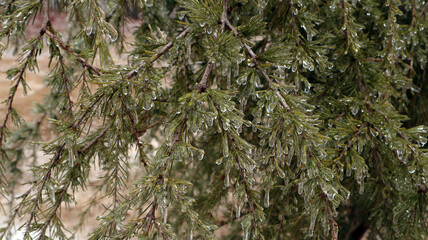 Frozen Deodar cedar branches in a serene forest, draped in layers of frozen rain, glistening ice,...