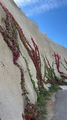 Plant crawling on the wall. High quality photo