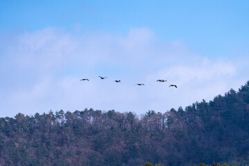 black cranes flying in the cloudy sky