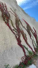 Plant crawling on the wall. High quality photo