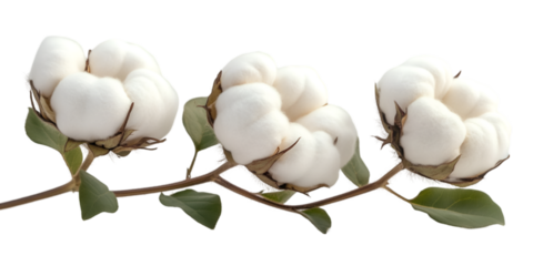 Dried cotton flower branches on white background