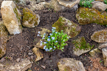 Obraz premium The first flowers on the alpine slide among large stones. Formation of a flower bed