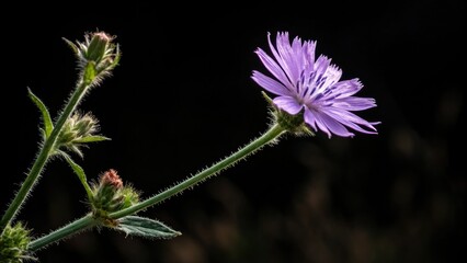 A small, vibrant purple bloom bursts forth from the darkness of a black background, radiating energy and vitality, purple flower, bright accent