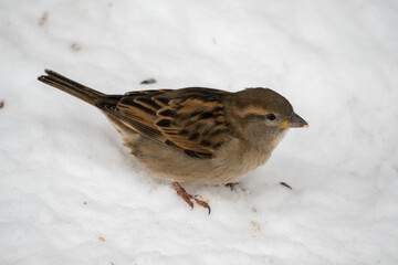 sparrow in the snow close up