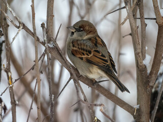 portrait of a sparrow on a branch of a plant icloseup