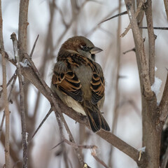 portrait of a sparrow
