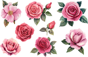 Watercolor pink rose flower and leaf bouquet clipart collection