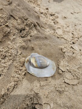 molusco na praia