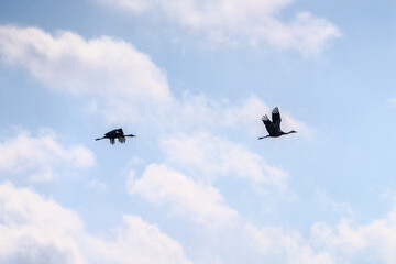 black cranes flying in the snowy sky