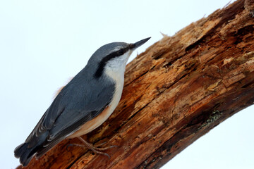 Nuthatch