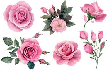 pink roses on white background