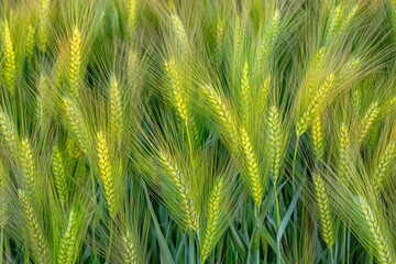 Field of barley glowing in the late afternoon sun.