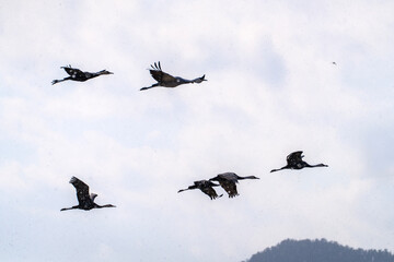 black cranes flying in the snowy sky