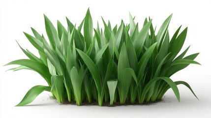 Obraz premium Lush green grass cluster with dense blades on white background