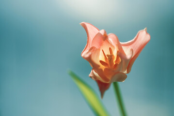 Tulipany, wiosenne tło, dekoracja wnętrz. © Elżbieta Kaps