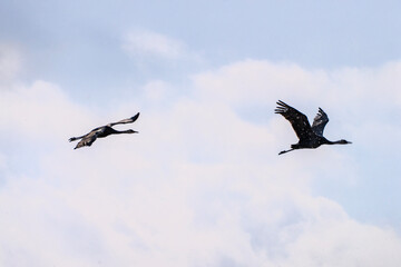 black cranes flying in the snowy sky