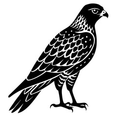 Harrier  silhouette vector illustration