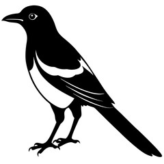 Magpie  silhouette vector illustration