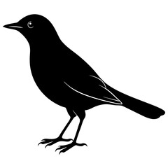  Thrush  silhouette vector illustration