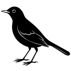  Thrush  silhouette vector illustration