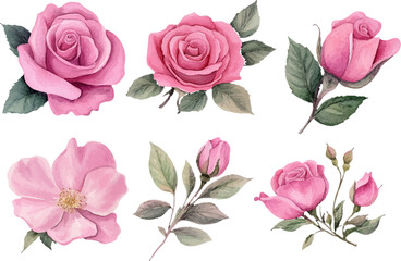 set of pink roses