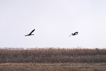 black cranes flying in the snowy sky