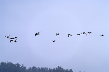 wild ducks and geese flying in the snowy sky