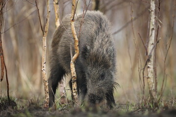 Dzik euroazjatycki, dzik, (Sus scrofa) © Bartosz Rakoczy