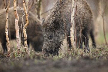 Dzik euroazjatycki, dzik, (Sus scrofa) © Bartosz Rakoczy