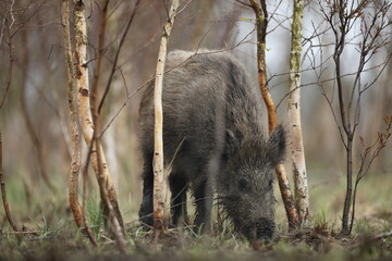 Dzik euroazjatycki, dzik, (Sus scrofa) © Bartosz Rakoczy