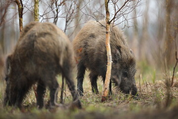 Dzik euroazjatycki, dzik, (Sus scrofa) © Bartosz Rakoczy