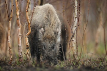 Dzik euroazjatycki, dzik, (Sus scrofa) © Bartosz Rakoczy