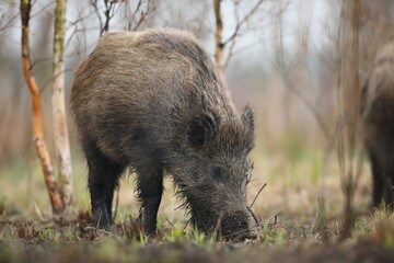 Dzik euroazjatycki, dzik, (Sus scrofa) © Bartosz Rakoczy