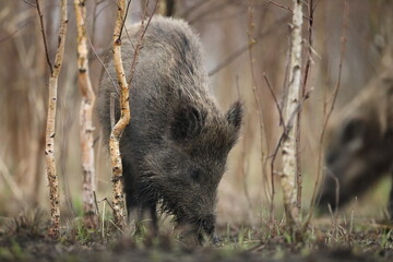 Dzik euroazjatycki, dzik, (Sus scrofa) © Bartosz Rakoczy