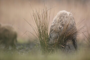 Dzik euroazjatycki, dzik, (Sus scrofa) © Bartosz Rakoczy