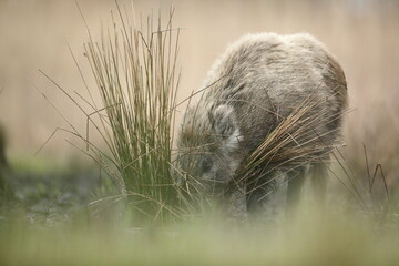 Dzik euroazjatycki, dzik, (Sus scrofa) © Bartosz Rakoczy