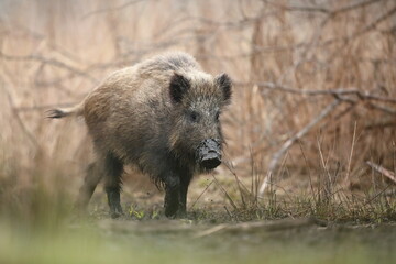 Dzik euroazjatycki, dzik, (Sus scrofa) © Bartosz Rakoczy