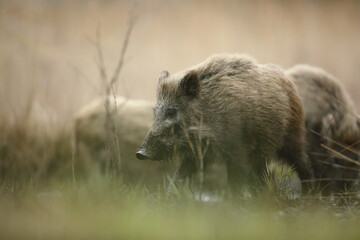 Dzik euroazjatycki, dzik, (Sus scrofa) © Bartosz Rakoczy
