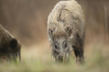 Dzik euroazjatycki, dzik, (Sus scrofa) © Bartosz Rakoczy
