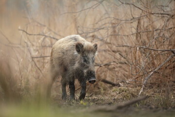 Dzik euroazjatycki, dzik, (Sus scrofa) © Bartosz Rakoczy