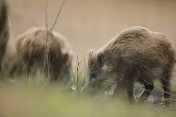 Dzik euroazjatycki, dzik, (Sus scrofa) © Bartosz Rakoczy