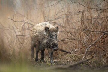 Dzik euroazjatycki, dzik, (Sus scrofa) © Bartosz Rakoczy