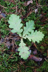 Fototapeta premium A delicate oak seedling with vibrant green leaves and a slender stem, placed against a dark , neutral background. The fresh, natural tones highlight the beauty of growth and sustainability, making it 
