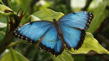 big blue butterfly on a leaf