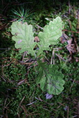 A delicate oak seedling with vibrant green leaves and a slender stem, placed against a dark
, neutral background. The fresh, natural tones highlight the beauty of growth and sustainability, making it 