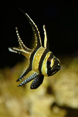 Banggai Cardinalfish