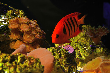 Flame Angelfish