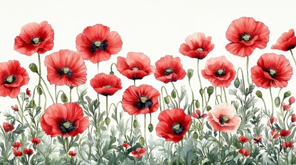 Watercolor painting of red poppies in full bloom against a white background.